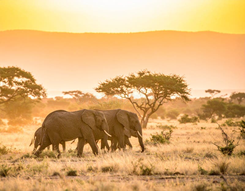 Private Safari: How to Experience Africa Like Royalty