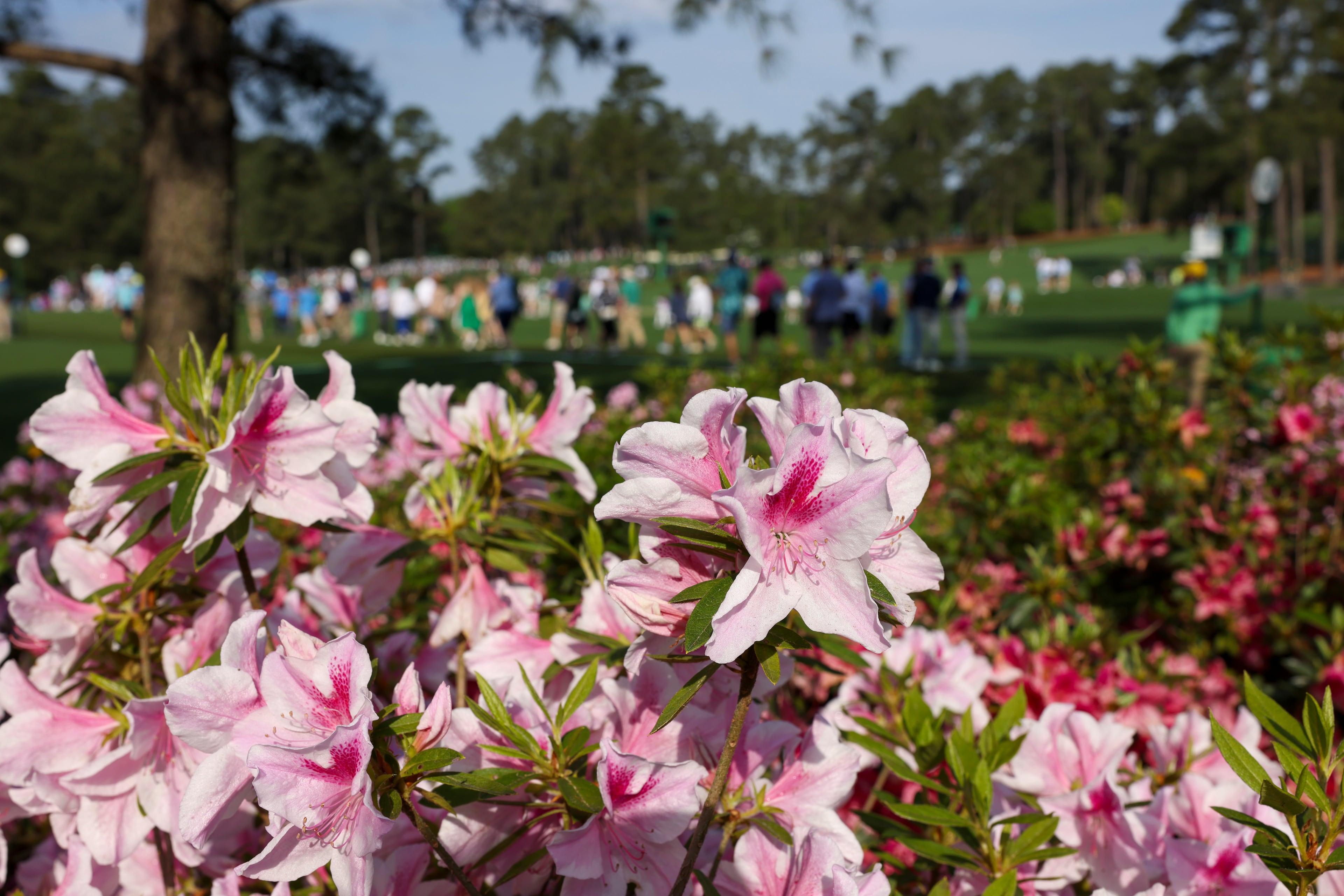 The Masters gallery 1