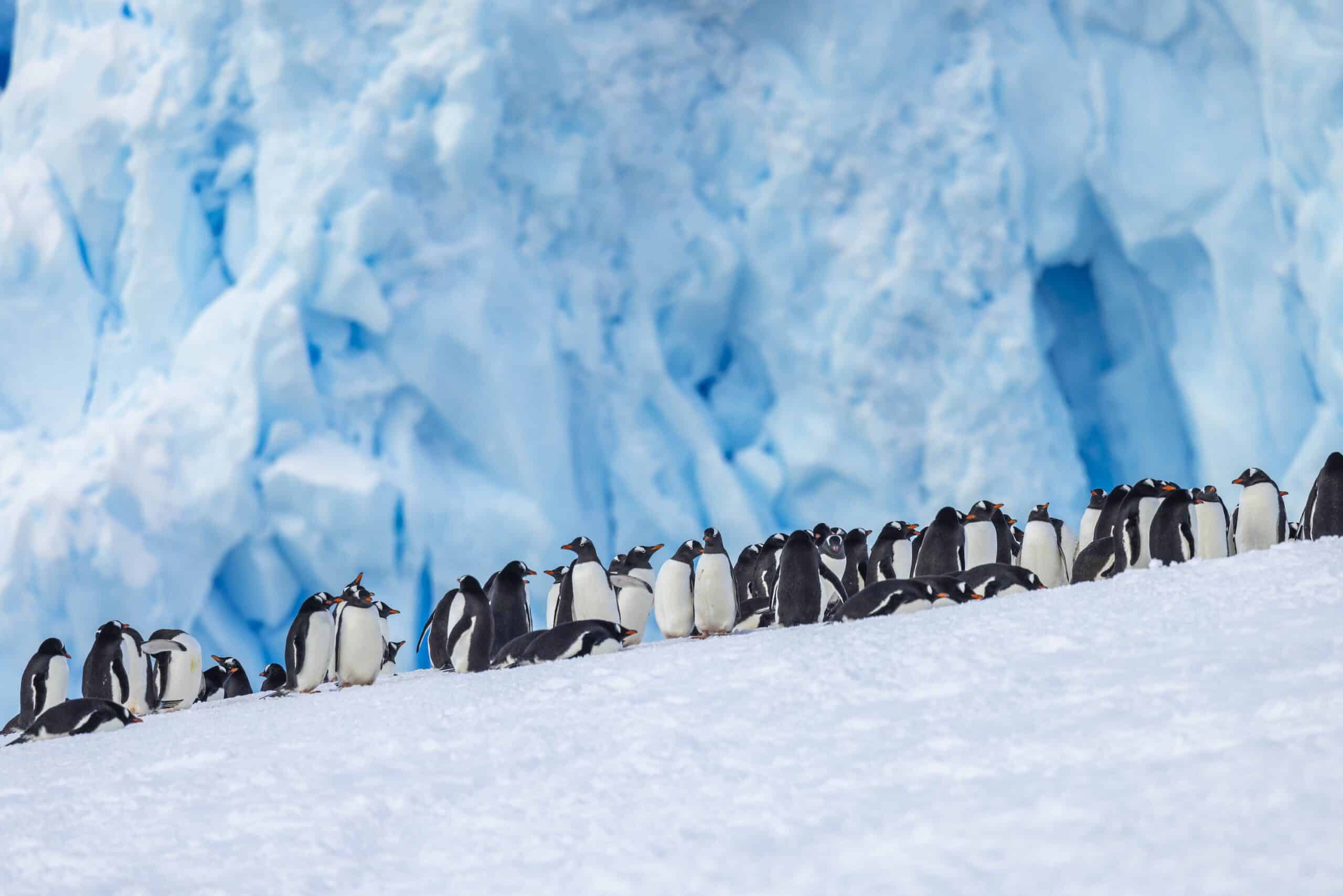 Antarctica: The Ultimate Expedition Cruise Guide